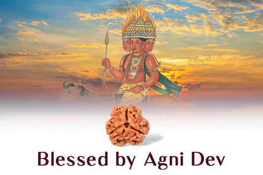 3 MUKHI RUDRAKSHA - NEPALI CERTIFIED