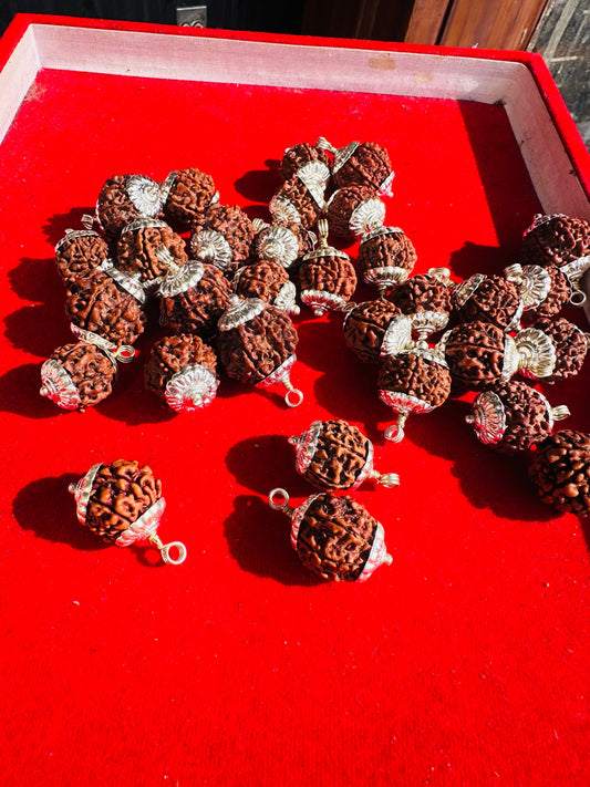 7 MUKHI CERTIFIED RUDRAKSH NEPAL